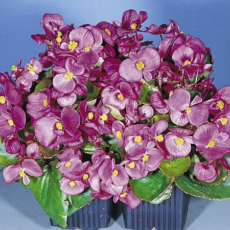 Unbranded Begonia Super Olympia Mixed Seeds Average Seeds