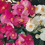Unbranded Begonia Super Olympia Mixed Seeds