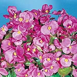 Pink - Bright  candy-pink. Olympia is a green leaved variety specially bred for its large flower siz