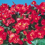 Red - Rich  scarlet-red. Olympia is a green leaved variety specially bred for its large flower size 