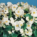 White - Clear white. Award of Garden Merit. Olympia is a green leaved variety specially bred for its