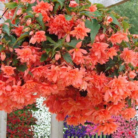 Unbranded Begonia Superstars Collection Plants Pack of 10