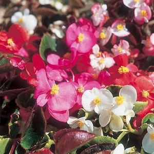 Unbranded Begonia Tomfoolery Mix Seeds
