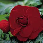 Unbranded Begonia Trumpet - Red