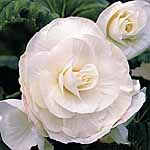 Unbranded Begonia Trumpet - White