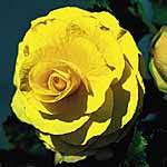 Unbranded Begonia Trumpet - Yellow
