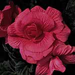 Unbranded Begonia Trumpet - Pink 212703.htm