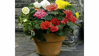 Unbranded Begonia Tubers - Expresso Mixed