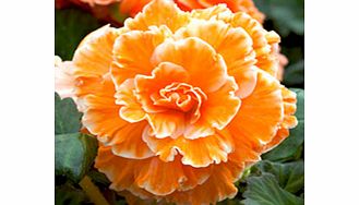 Unbranded Begonia Tubers - Expresso Sugardip Apricot