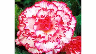 Unbranded Begonia Tubers - Expresso Sugardip Pink