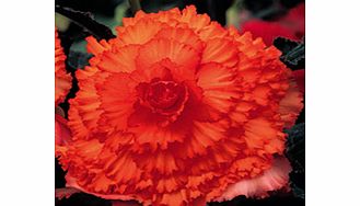 Unbranded Begonia Tubers - Prima Donna Orange