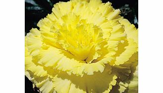 Unbranded Begonia Tubers - Prima Donna Yellow