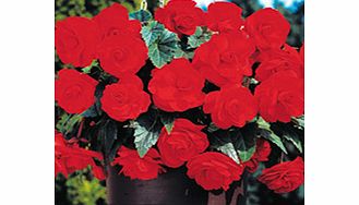 Unbranded Begonia Tubers - Sensation Scarlet