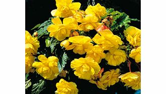 Unbranded Begonia Tubers - Sensation Yellow