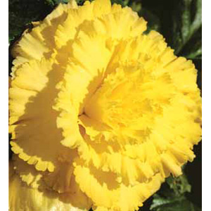 Unbranded Begonia Yellow Prima Donna Bulbs
