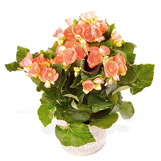 Unbranded Begonia