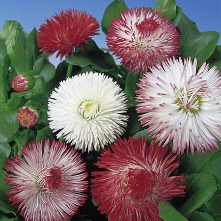 Unbranded Bellis Giant-Flowered Mixed Seeds Average Seeds