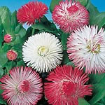 Large double flowers in shades of crimson  rose  salmon or white. Bright and cheerful  easily grown 