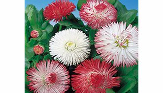 Unbranded Bellis Seeds - Giant-Flowered Mixed