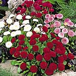 Unbranded Bellis Spring Star Mixed Plants