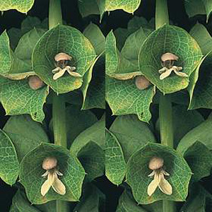 Unbranded Bells of Ireland Moluccella Seeds