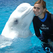 Unbranded Beluga Interaction Programme at SeaWorld Orlando