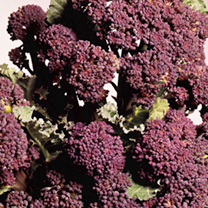 Unbranded Broccoli (Sprouting) Seeds - Rudolph