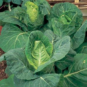 Unbranded Cabbage April Seeds