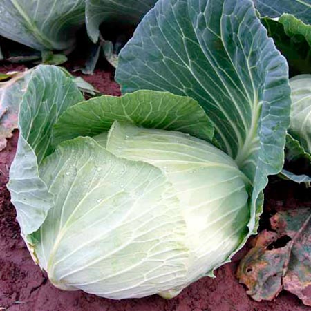 Unbranded Cabbage Atlas F1 Average Seeds 45