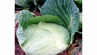 Unbranded Cabbage Atlas F1 Seeds