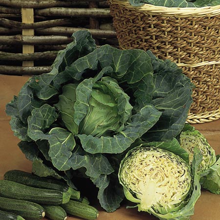 Unbranded Cabbage Best Of All Seeds Average Seeds 450
