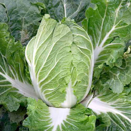 Unbranded Cabbage Chinese Parkin F1 Plants Pack of 16 Plug