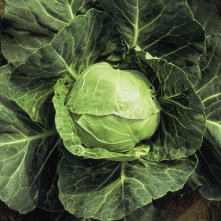 Unbranded Cabbage Derby Day - ORGANIC SEEDS Average Seeds 55