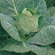Unbranded Cabbage Durham Early Seeds