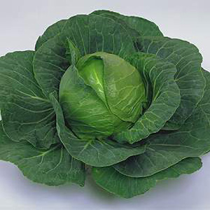 A deliciously sweet tasting summer ball-head cabbage of exceptional quality  producing compact  roun