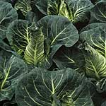 Unbranded Cabbage Frostie F1 Seeds 433390.htm