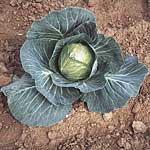 Unbranded Cabbage Guardian F1 Seeds