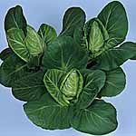 Unbranded Cabbage Hispi F1 Seeds 433218.htm