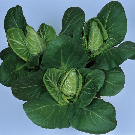 Unbranded Cabbage Hispi F1 Seeds Average Seeds 90