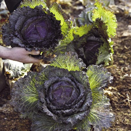 Unbranded Cabbage January King 3 Plants Pack of 16 Plug