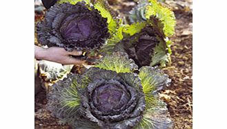 Unbranded Cabbage January King 3 Plants