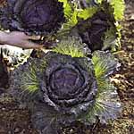 Unbranded Cabbage January King 3 Seeds 433595.htm