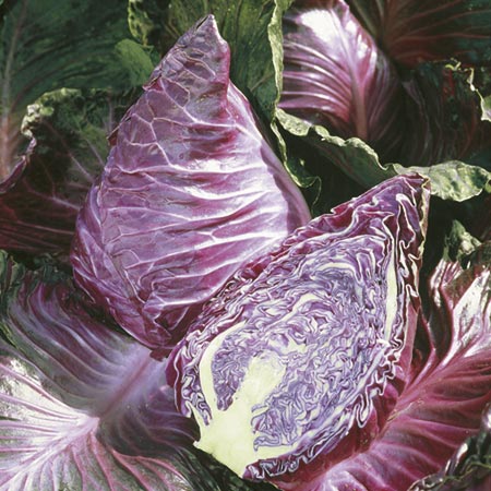 Unbranded Cabbage Kalibos Plants Pack of 16 Plug Plants