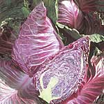 Unbranded Cabbage Kalibos Plug Plants 400641.htm