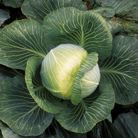 Unbranded Cabbage Kilaxy F1 Plants Pack of 16 Plug Plants