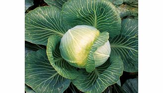 Unbranded Cabbage Kilaxy F1 Plants