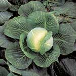 Unbranded Cabbage Kilaxy F1 Plug Plants