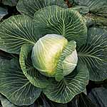 Unbranded Cabbage Kilaxy F1 Seeds