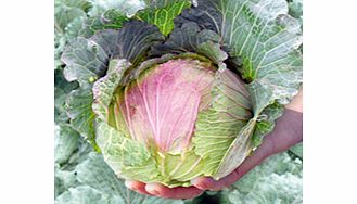 Unbranded Cabbage Noelle F1 Seeds