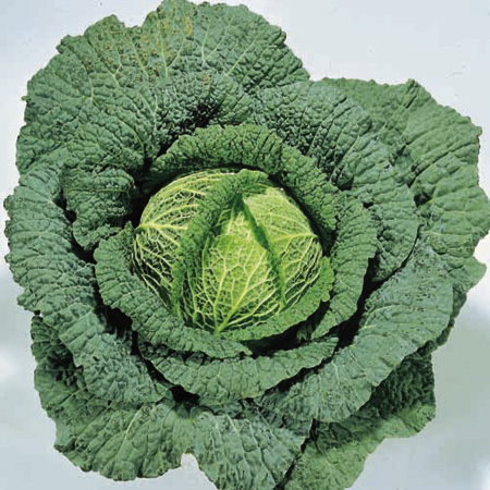 Unbranded Cabbage Ormskirk 1 - Ormskirk Late Seeds Average